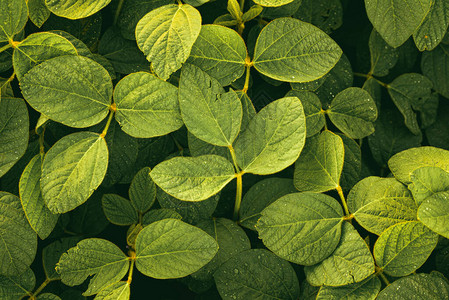 关闭大豆植物农业景图片