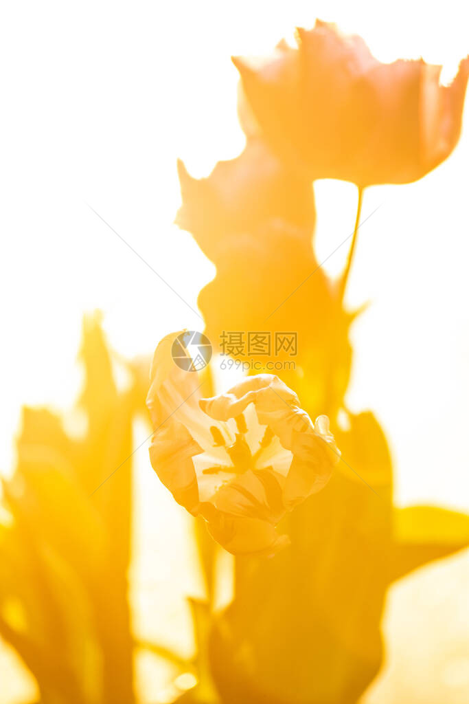 景观与郁金香领域春天的郁金香田混合颜色郁金香花阳光下郁图片