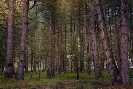 绿色山谷自然景观中的森林照片附上文字版图片