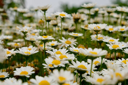 白色菊花和绿干日间图片