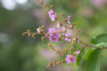Bungor树的淡紫色花朵花朵在夏天绽放在模糊的自然背景上的紫图片