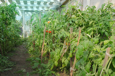 绿色西红柿田生菜园和番茄厂无图片