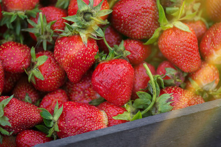 一套红色和成熟的草莓红色新鲜草莓新鲜草莓关闭夏图片