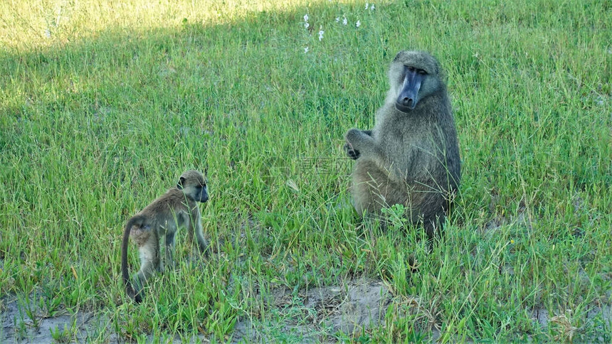 绿草地上坐着一只母猴图片