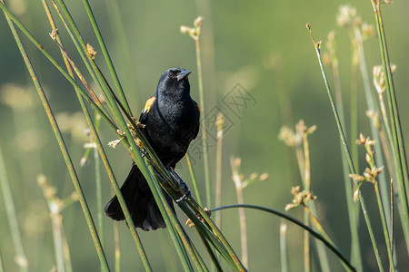 一只红翼黑鸟在爱达荷北部湿地的一条子上缠住图片