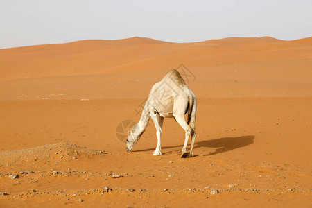 骆驼在沙特阿拉伯的沙图片
