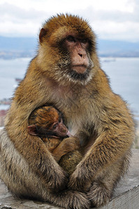 母猴抱着可爱的猿宝背景