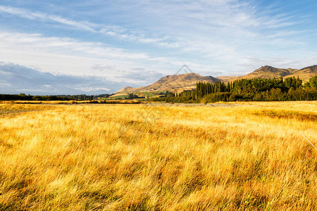 夏季在新西兰南岛的美丽农田风景NZ新西图片
