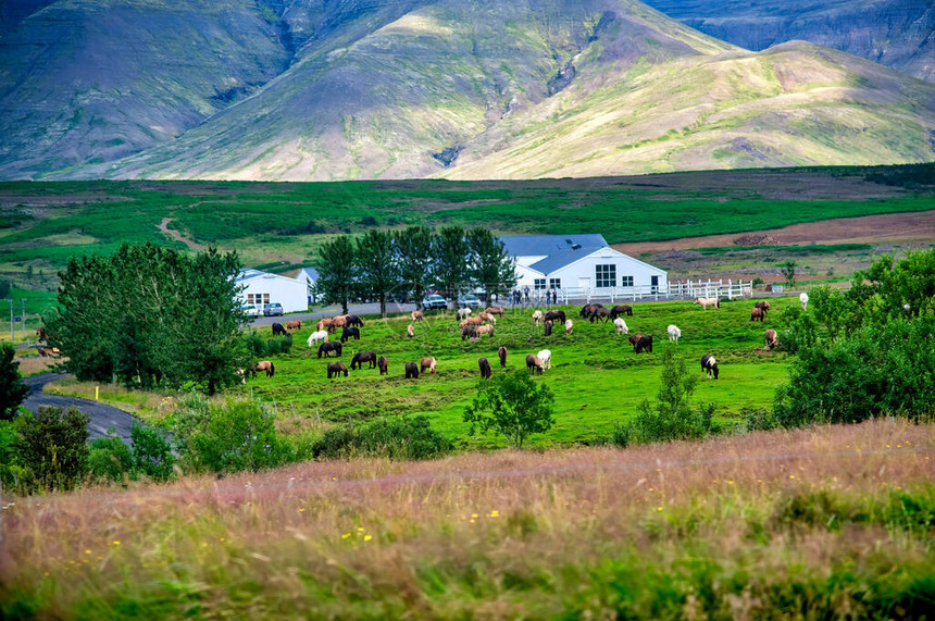 冰岛夏季的农庄场图片