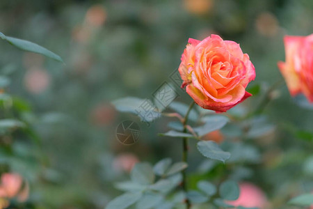 关闭一个桃色的玫瑰花背景图片