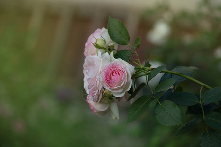 美丽的粉红白玫瑰在图片