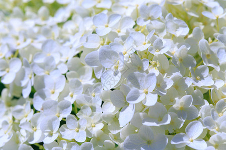 白色的Hydrangea恐慌花朵图片