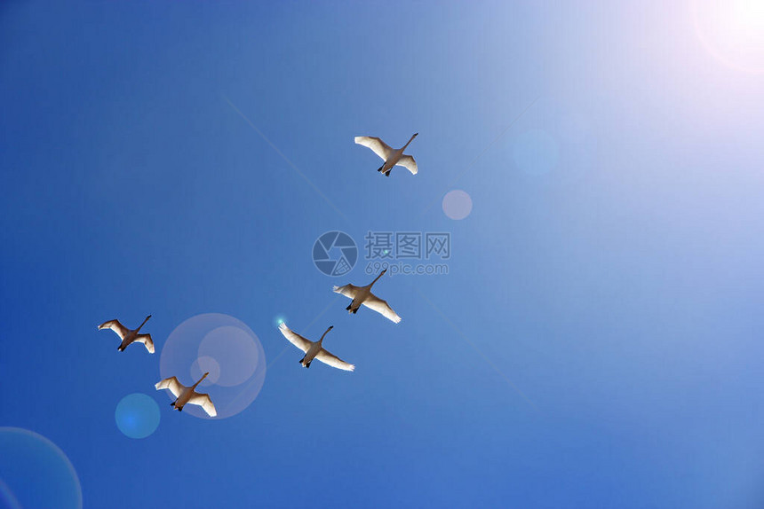 天鹅群飞过蓝天鹅群在蓝天和阳光下飞翔候鸟在晴朗的天空中翱翔五只天鹅飞向祖国天堂图片