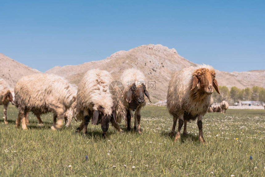 在土耳其山脚上放牧的图片