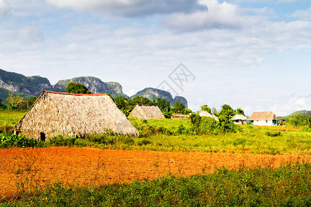 古巴偏远乡村和比纳莱斯山谷自然环境中的老稻草屋背景图片