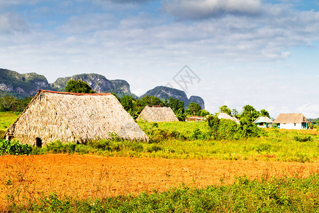 古巴偏远乡村和比纳莱斯山谷自然环境中的老稻草屋背景图片
