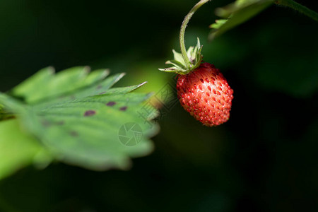 在果园里种植草莓种植有机图片