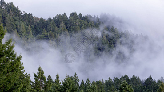 美国加利福尼亚州马林县Tamalpais山州公园图片