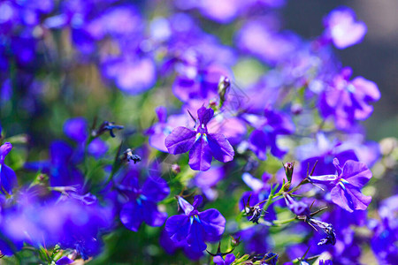 蓝色的花朵许多蓝色花朵在阳光下明亮的彩色背图片