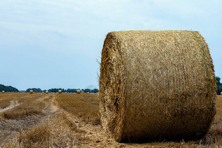 收割小麦并将稻草压成圆包的农田夏天在田里图片