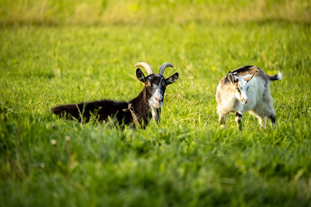 山羊在农村的春季草原上图片