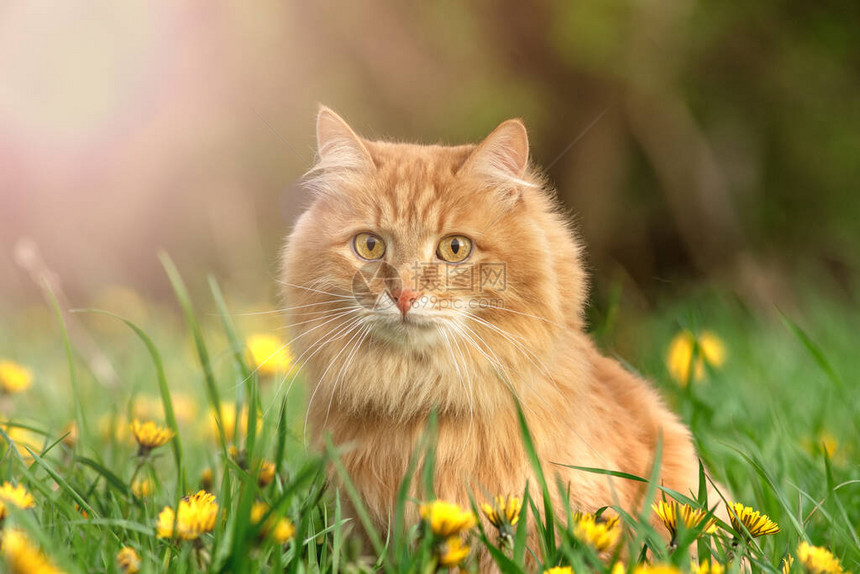 绿色夏草的红毛猫肖像背图片