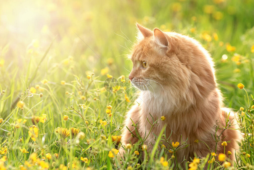 绿色夏草的红毛猫肖像背图片