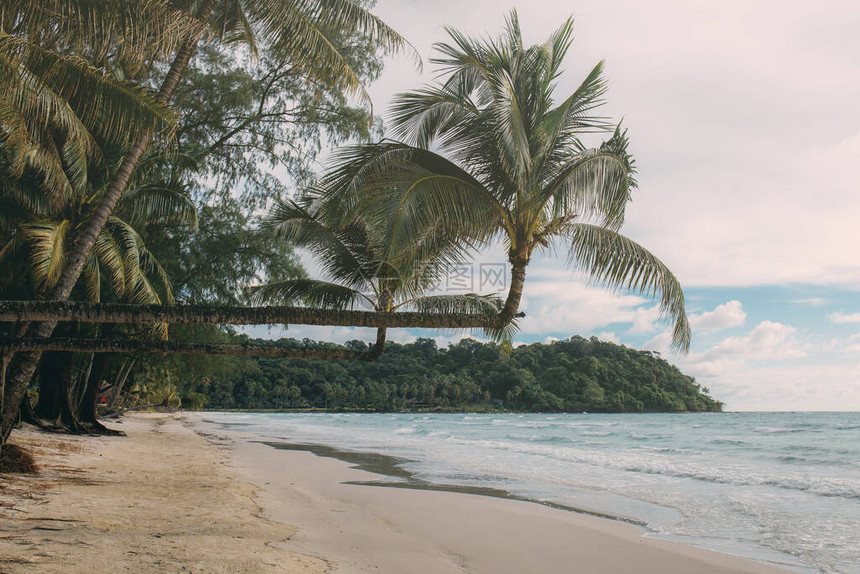 椰子树在海边的海滩图片