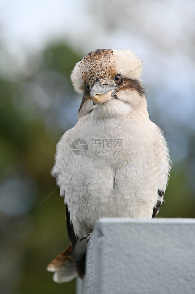 澳洲本地的Kookaburra大鱼图片