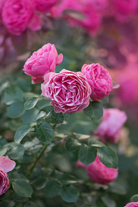 粉红色的玫瑰花开花的粉红玫瑰花园里的粉红色玫瑰花丛玫瑰图片