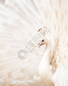 紧贴美丽的白孔雀羽毛伸出图片