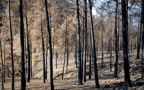 森林大火后烧毁的森林与树木特罗多斯山塞浦路图片