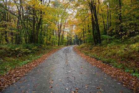湿砾石路经过山上多彩的秋天森林在雨天图片