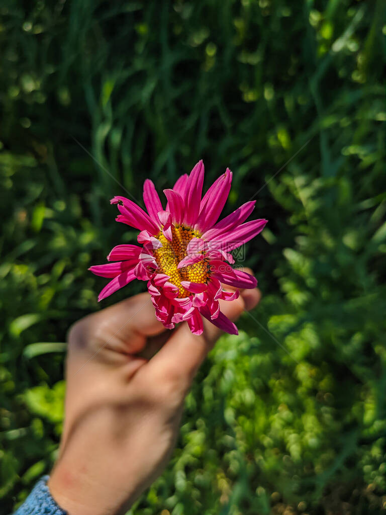 除虫菊花或园洋甘菊图片