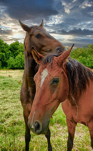 两匹棕色马站在一片平淡的绿地上图片