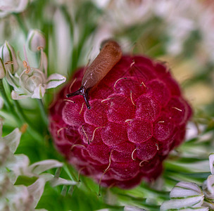 白花宏观摄影中黑莓上的小鼻涕虫接近白色花图片