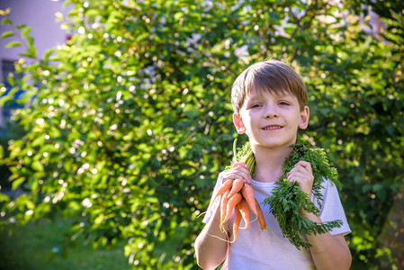 可爱的学龄前金发小孩男在国内花园里有胡萝卜儿童园艺和户外用餐健康有机蔬菜作为儿童和幼儿背景图片