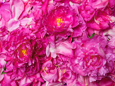 牡丹花瓣背景上的粉红色牡丹图片