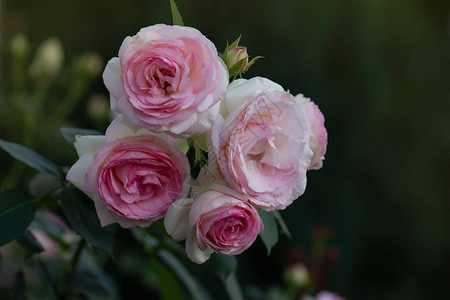 粉红玫瑰和白玫瑰伊甸园的玫瑰花在热图片