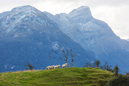 绵羊在绿色的高山草甸新西兰的乡村风光图片