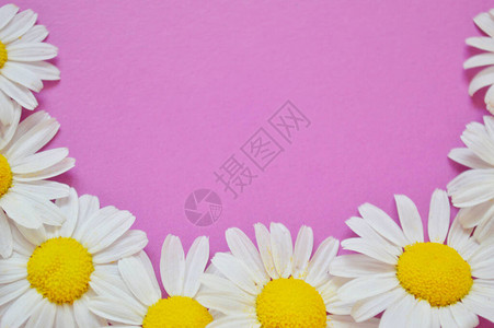 新鲜药用罗马甘菊鲜花的皮革在粉红色图片