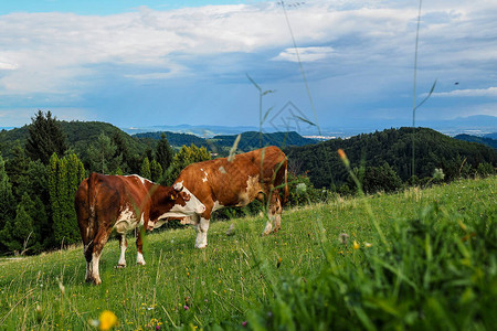 欧洲斯洛文尼亚高山牧场上放牧的棕图片