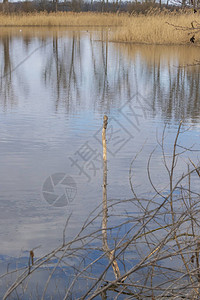 树枝落入水中的池塘图片