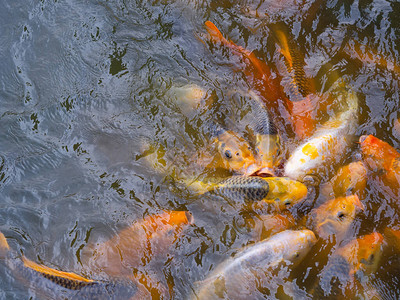 蒂拉皮亚鱼和科伊鱼或豪华的鲤鱼在池图片