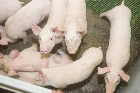 养猪厂是养猪业和工业畜牧农图片