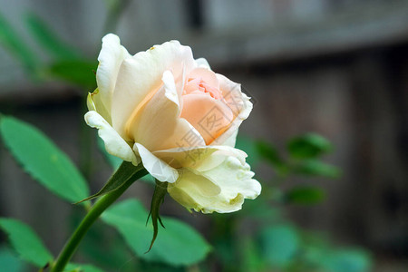 花园里的白玫瑰特写种花图片