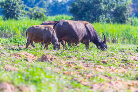 水牛吃草自然图片