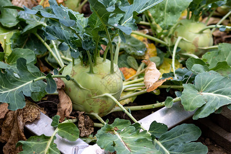 有机蔬菜卷心菜德国萝卜展示了为素食者和纯素食者提供的农业大头菜收获和种植背景图片