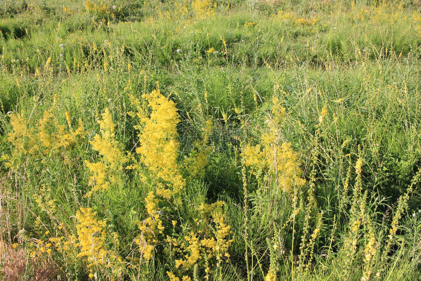 高茎上的黄花色花朵和夏季草地上的绿草自然花卉背景图片