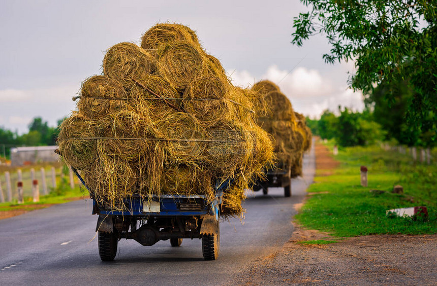 三轮车运输成堆的干草夏季小麦收成金黄色五谷庄稼图片